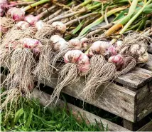  ??  ?? Above: harvest garlic on a dry day. Below: add borage flowers to drinks.