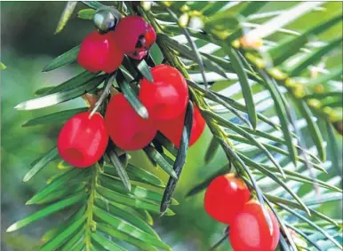  ??  ?? Yew fruits