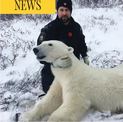  ?? FACEBOOK ?? A picture posted this month on the Manitoba Conservati­on Officers Associatio­n Facebook page shows a uniformed officer posing with a polar bear that was tranquiliz­ed when it got too close to Churchill.