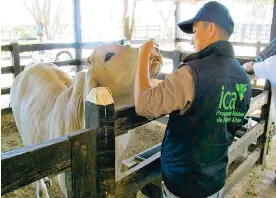  ?? CORTESíA ?? El ICA mantiene un estricto control sobre la población bovina.