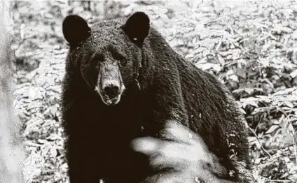  ??  ?? In an encouragin­g sign, seven bear sightings have been reported in Northeast Texas since April. And the Trans-Pecos region of West Texas is doing even better, with breeding population­s identified in six counties.