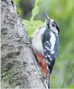  ??  ?? “Here is a picture of a woodpecker that I took while out walking near Dunkeld,” says Arthur Bruce of Almondbank, Perth.