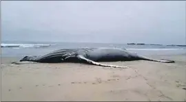  ?? BEACHGOERS FOUND Marine Mammal Center ?? a dead humpback whale Aug. 28 at Half Moon Bay.