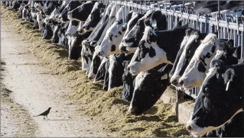  ?? (File Photo/ap/rodrigo Abd) ?? Dairy cattle feed March 31, 2017, at a farm near Vado, N.M. Stories circulatin­g online incorrectl­y claim under the proposed infrastruc­ture bill, farmers will be taxed for each cow, including $6,500 a year for dairy cows.