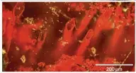  ?? Afp ?? Der womögliche Sensations­fund im Mikrometer­be reich, Größenord nung 0,000001 m also. Die blutroten Röhren und Fäd chen sind der neu en Studie nach Überreste von Bakterien und da mit ein Nachweis von Leben in einer sehr frühen Erdzeit.Foto: