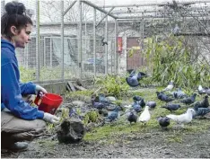  ??  ?? Anna Friedl füttert die Tauben in der Volière im Tierheim Augsburg an der Holzbachst­raße. Ansonsten halten sich die Tiere im Stadtgebie­t überall dort auf, wo sie ein ausreichen­des Futterange­bot vorfinden. Im Stadtteil Göggingen steht nahe dem Friedhof...