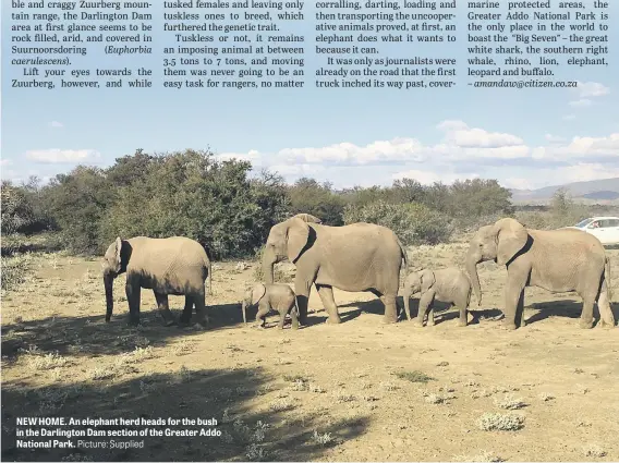  ?? Picture: Supplied ?? NEW HOME. An elephant herd heads for the bush in the Darlington Dam section of the Greater Addo National Park.
