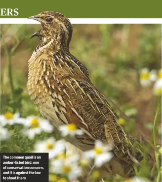  ??  ?? The common quail is an amber-listed bird, one of conservati­on concern, and it is against the law to shoot them