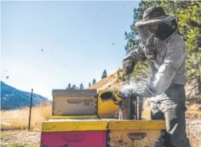  ?? Kurt Wilson, The Missoulian ?? Sam Wustner of the Wustner Brothers Honey in Missoula, Montana, fills his bee hive smoker with pinecones and needles for fuel as he prepares to check on his hives in the Miller Creek area southwest of Missoula. Smoke is a commonly used method to calm...