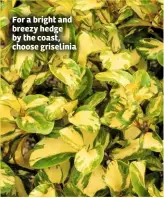  ??  ?? For a bright and breezy hedge by the coast, choose griselinia
