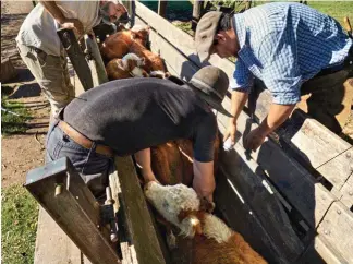  ??  ?? Protección y cuidado Los gauchos también se ocupan de la salud de los animales. Les aplican ungüentos y polvos y les ponen inyeccione­s ¿Hasta cuándo un ternero es ternero? Una res criada solo con leche hasta un peso de 150 kg se denomina ternero lechal