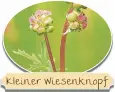  ??  ?? Kleiner Wiesenknop­f