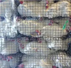  ??  ?? Chickens are shown loaded for transport in an image captured by a Mercy for Animals volunteer, working undercover.