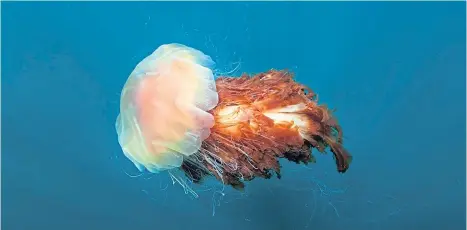  ??  ?? Jellyfish, like this lion’s mane one, are a beautiful sight in the sea, though swimmers should beware of stinging varieties.