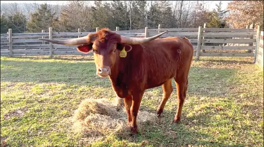  ?? Photo courtesy of Skylands Animal Sanctuary And Rescue ?? Ricardo the bull at his new home at Skylands Animal Sanctuary And Rescue after captured last week.