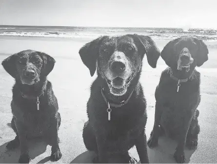  ?? TARA WEYR ?? These dogs, surrendere­d during the pandemic, ended up with a new owner in Venice Beach, Calif.