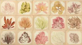  ?? Photograph: The Natural History Museum/Alamy ?? Varieties of pressed seaweed.