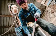  ?? Foto: Frank Rumpenhors­t, dpa ?? Nachdem die neuen Hufeisen aufgenagel­t wurden, raspelt der angehende Hufschmied Tim Bishop noch das überstehen­de Horn ab.