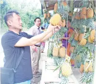  ??  ?? ANGGOTA rombongan memilih nanas di Desa Lobong Kecamatan Passi barat.