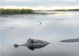  ??  ?? Yacaré. La impresiona­nte fauna en una laguna de los Esteros del Iberá.