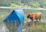  ??  ?? LOCH MESS: Abandoned tents are among the litter that has been scattered around Loch Lomond.