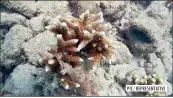  ?? PIC/ REPRESENTA­TIVE ?? South Florida researcher­s are using biodegrada­ble straws to protect lab-grown coral