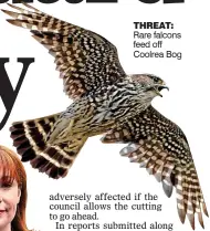  ??  ?? threat: Rare falcons feed off Coolrea Bog