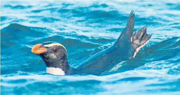  ?? Photo / Thomas Mattern ?? The endangered Fiordland penguin or tawaki go on a big trip once their chicks have fledged.