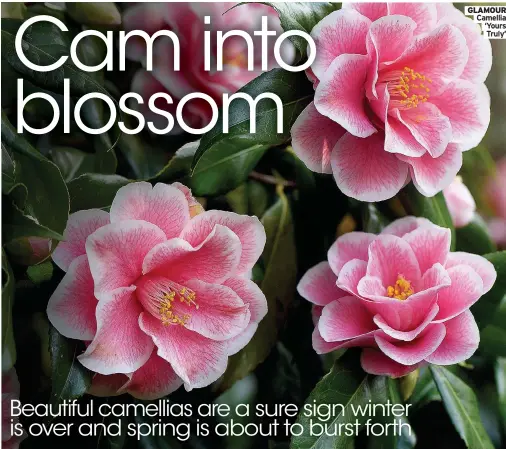  ??  ?? GlAmOUR Camellia ‘Yours Truly’