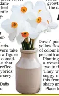  ??  ?? BLOOMING VERSATILE: Daffs make fabulous cut flowers, too