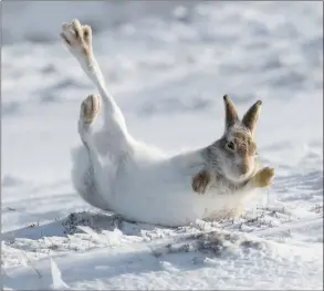  ??  ?? „ The legs give this picture an artistic touch as the mountain hare rolls in the snow.