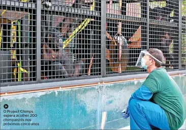  ??  ?? h O Project Chimps espera acolher 200 chimpanzés nos próximos cinco anos