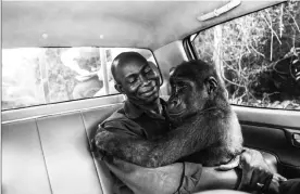  ?? Picture: Jo-Anne McArthur ?? WARM EMBRACE: Pikin, a lowland gorilla, had been captured to be sold for bush meat but was rescued by Ape Action Africa. Jo-Anne McArthur took this photo of the gorilla in the arms of her caretaker, Appolinair­e Ndohoudou, while being moved from her...