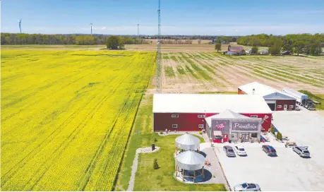  ?? DAX MELMER ?? A 35-acre field of canola next to Scoop Ice Cream and Priscilla's Presents on Iler Road in Harrow, coming into full bloom last Friday.