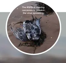  ?? ?? The RSPB is clearing carcasses to prevent the virus spreading