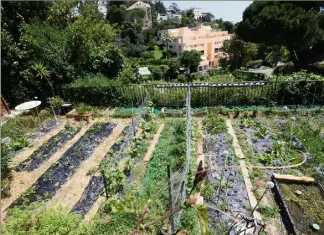  ??  ?? Quatre-vingt-treize jardins familiaux ont été aménagés depuis  à Cannes. Ils représente­nt ,  hectares de cultures. (Photos Patrice Lapoirie et C. B.)