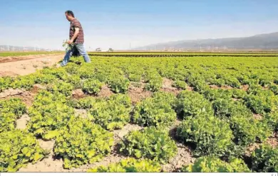  ?? F. L. ?? Ya se redujo la primera plantación de cultivos al aire libre.