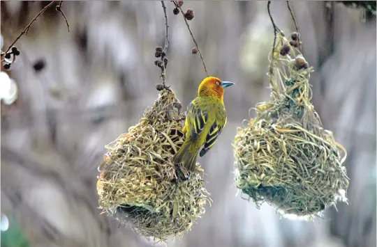  ?? (CC pixabay) ?? Ein Webervogel auf einem fertigen Nest.
