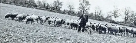  ??  ?? Aux Caselles, un des tout derniers bergers de l’Aveyron s’était montré intarissab­le sur son expérience solitaire de jeune pâtre sur le Causse Comtal. Tout avait commencé à l’âge de 12 ans…