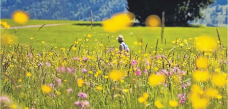  ?? FOTO: DPA ?? Blumenwies­en – wie hier im Allgäu bei Immenstadt – werden auch in Bayern immer seltener. Und auch die Insekten verschwind­en mehr und mehr. In Augsburg wird nun untersucht, wie man dem Artensterb­en begegnen kann.