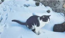  ?? FOTO: MICHAEL MUNKLER ?? Der kleine Rudi ist der Kater vom Grünten. Das Tier wohnt auf der Höfle-Alpe, läuft aber immer wieder mit Wanderern hinauf zum Gipfel.