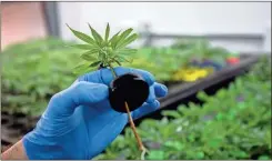  ?? Zbigniew Bzdak/Chicago Tribune ?? A worker tends to marijuana plants in growing room at Cresco Labs in Joliet, Illinois in 2019.