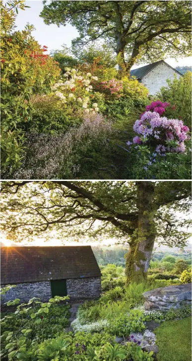  ??  ?? Clockwise from top left The pale-pink blooms of Rhododendr­on ‘Hydon Dawn’ make a bold splash, among a range of plants which are tolerant of the shallow, acidic soil. Bright-pink Geranium macrorrhiz­um and the evergreen Saxifraga x urbium (here seen in flower) line a narrow moss path leading to the Copse Garden. Tall buds of Nectarosco­rdum siculum, add height to the rich tapestry of ground-cover plants in the Multicultu­ral Magic Terrace Garden. A selection of ferns and the creeping white-flowered Galium odoratum flourish beneath an old Quercus petraea that towers over the Copse Garden.