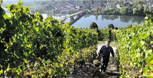  ?? BILDER: WOLFGANG STELLJES ?? Freut sich über hohe Oechsle-Werte: Winzer Markus Longen bei der Weinlese im „Longuicher Maximiner Herrenberg“. Im Hintergrun­d: die Mosel und der Wein- und Ferienort Longuich-Kirsch.