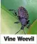  ?? ?? Vine Weevil