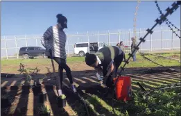  ?? ELLIOT SPAGAT — THE ASSOCIATED PRESS ?? Erin Cihak, left, and Elizabeth Lara plant native species in Friendship Park, located within California’s Border Field State Park in San Diego on Saturday.