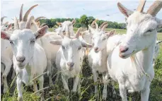  ?? FOTO: PRIVAT ?? Sie sind schon ganz neugierig auf den Umzug in Möhrigen: die Ziegen des Biolandhof­s Schelkle aus am Schupfenbe­rg bei Uttenweile­r.