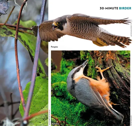  ??  ?? Peregrine
Nuthatch