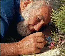  ??  ?? Hi Vallee Farm’s Don Williams up close and personal with a Darwinia speciosa.