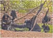  ?? FOTO: ERIN WESSLING/MAX-PLANCKINST­ITUTE FOR EVOLUTIONA­RY ANTHROPOLO­GY /DPA ?? Schimpanse­n an einer Wasserquel­le.